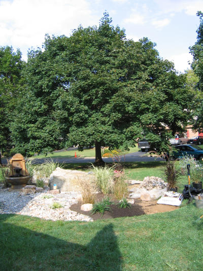 tree with rock garden